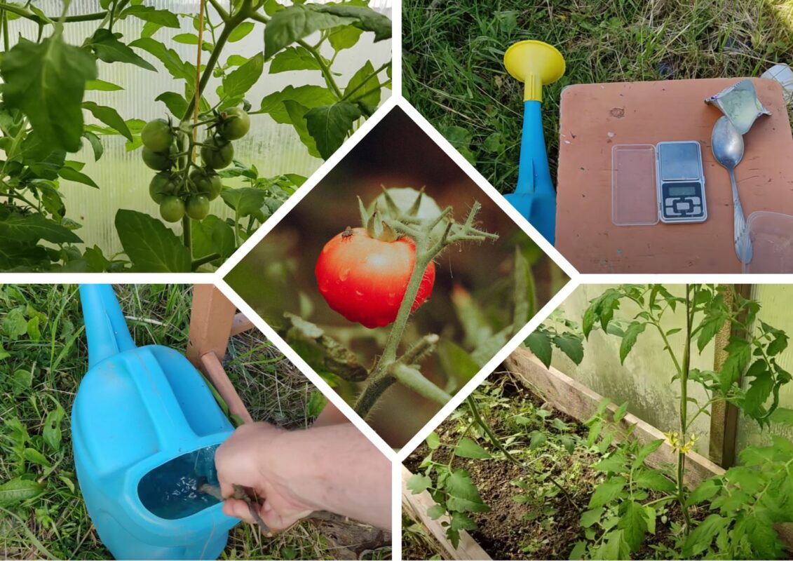 Городник розповів, що потрібно зробити, щоб виростити міцні здорові томати