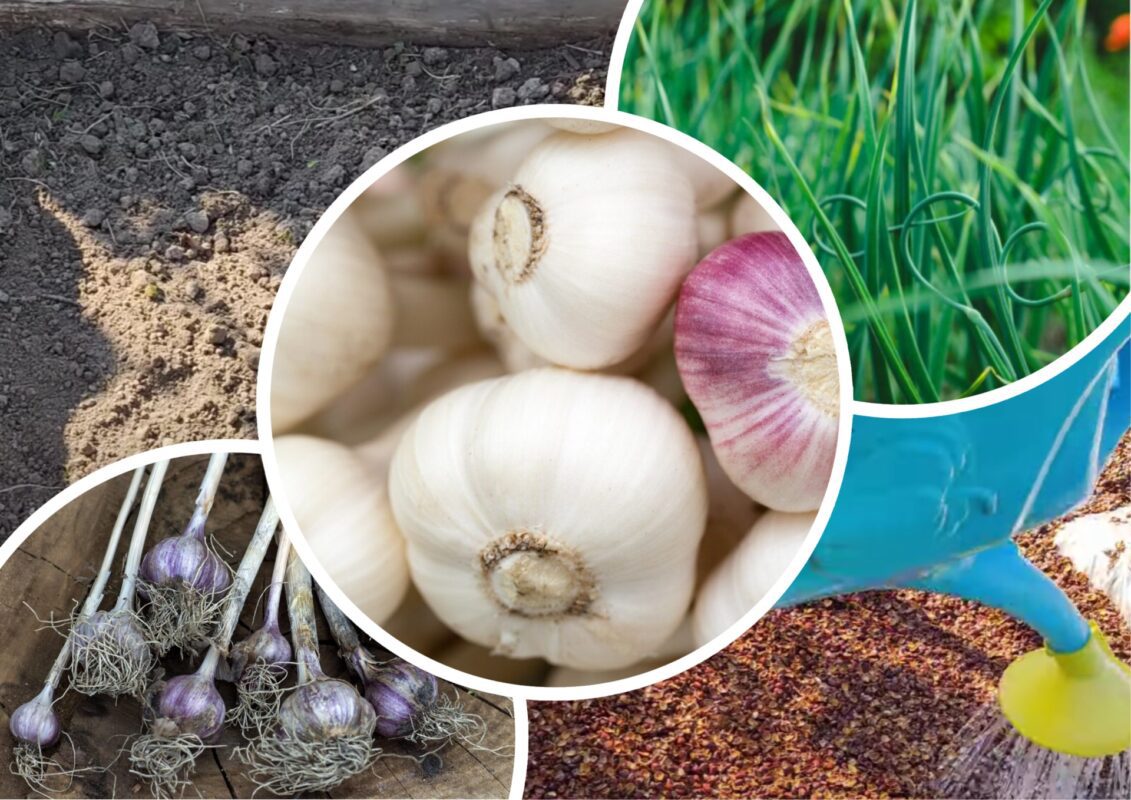 Городники розповіли, новий спосіб посадки часнику