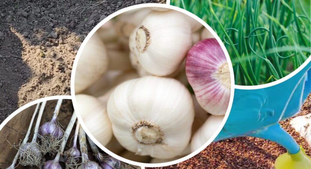 Часник буде великий і не згниє, якщо посадити його так: ноу-хау від полтавців – лише 3 дії 