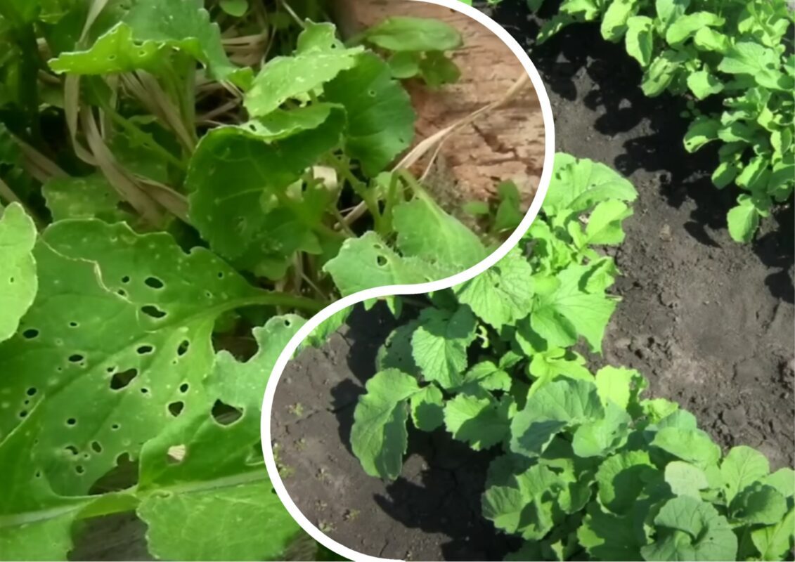 Городник розповів, як перемогти хрестоцвітну блішку на городі