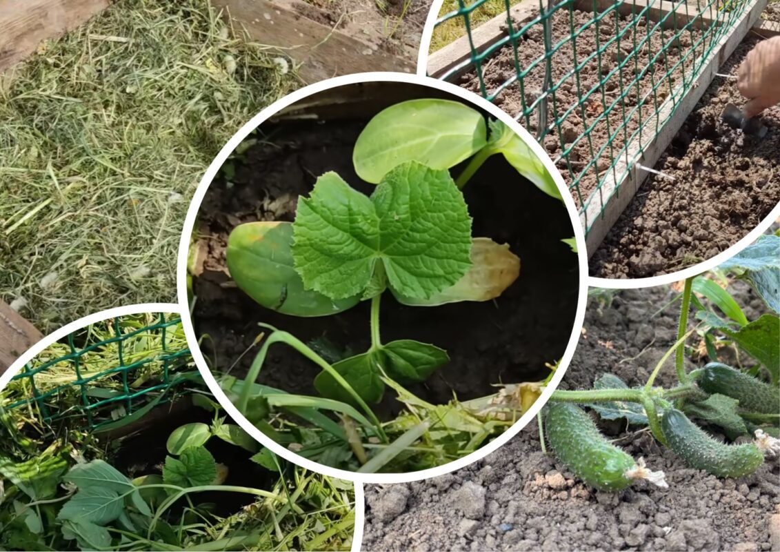 Городник розповів, як зібрати величезний урожай із 1 куща огірків
