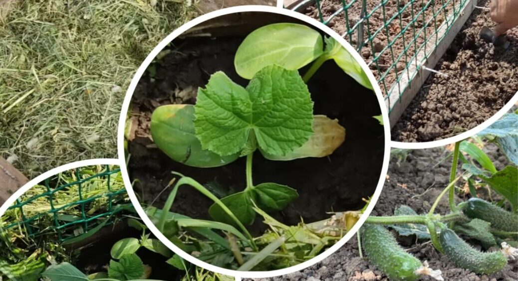 Як з 1 куща огірків можна наїстись, зробити закрутки, роздати сусідам, а решту – в компост 