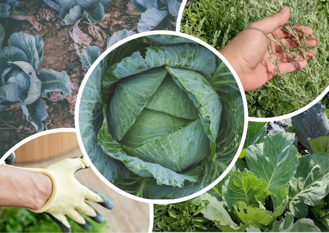 Агроном розповів, як захистити капусту від шкідників
