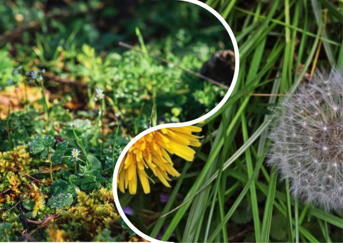 Городники розповіли, як позбутися бур'янів без перекопування та прополювання