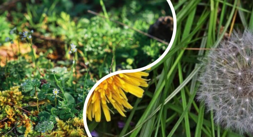 Зробила ЦЕ 1 раз і все літо без бур’янів: як позбутися трави без прополювання та перекопування 