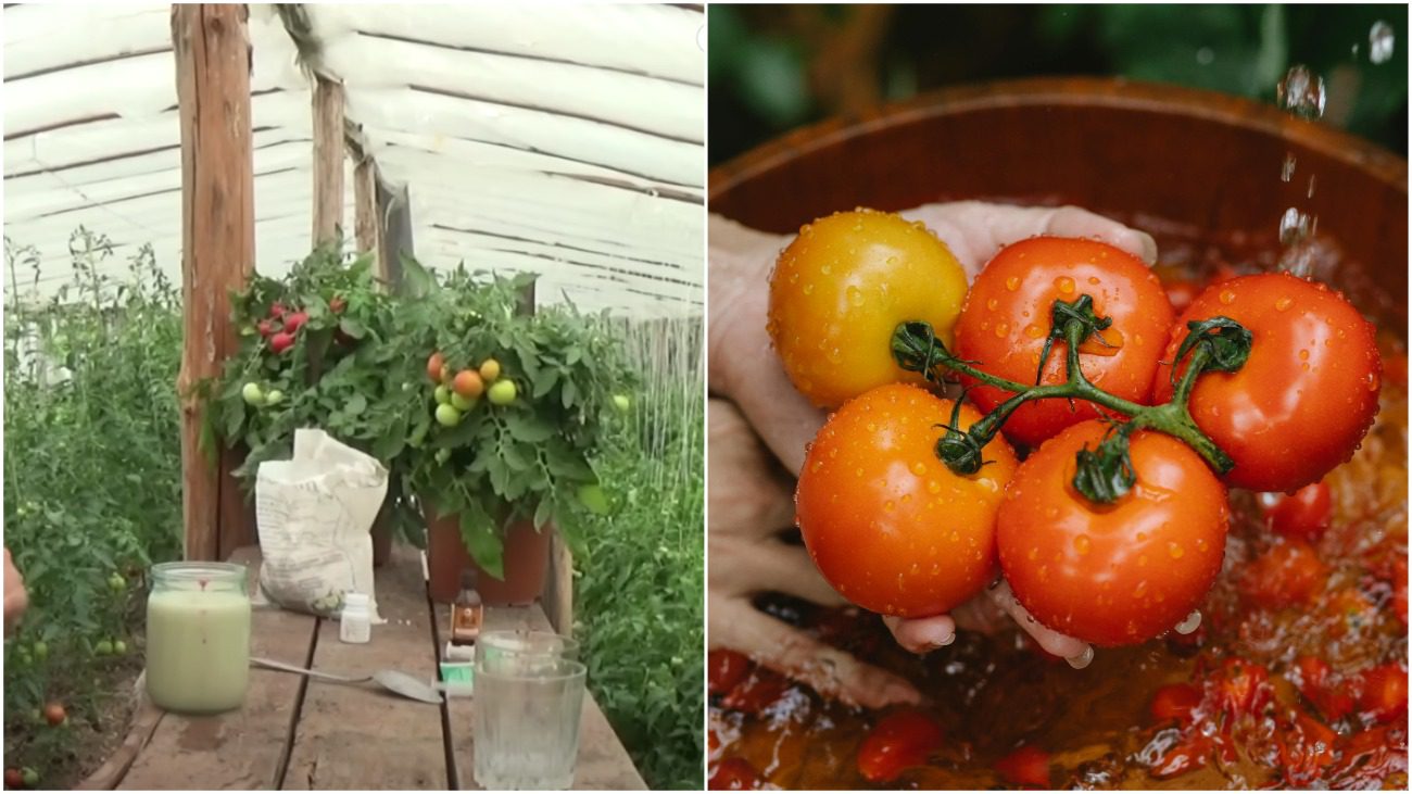 Сенсація розповіла про підживлення, яке значно збільшить урожай томатів
