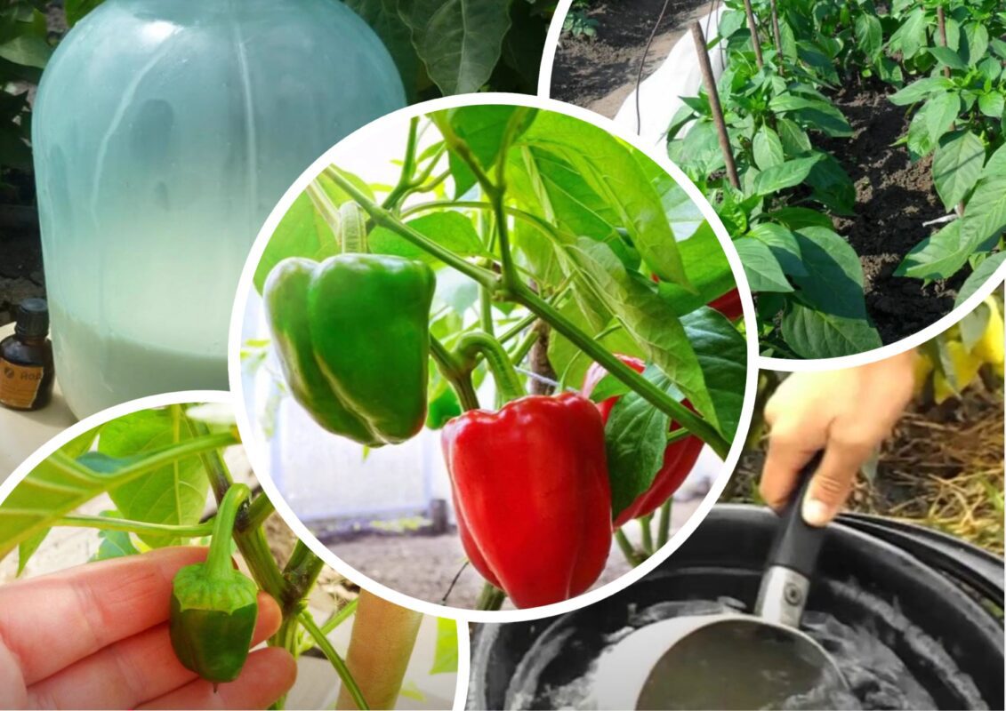 Садівники пояснили, яке підживлення допоможе солодкому перцю стати м'ясистим