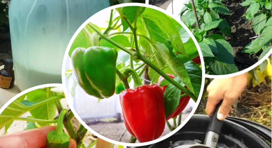 Це точно не дріжджі: що насправді любить перець – дайте ЦЕ та збирайте по 30 штук з куща 