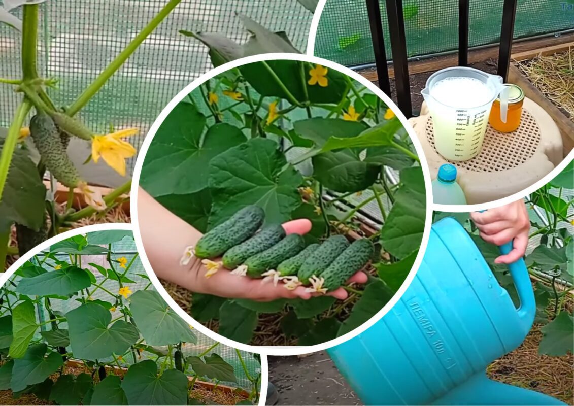 Городники розповіли, чим найкраще підгодувати огірки у липні