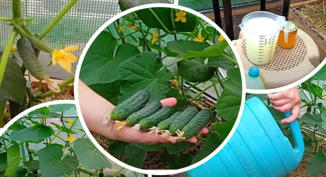 Огірки будуть масово плодоносити до кінця жовтня: 3 липневі підкормки – і урожаю “море” 