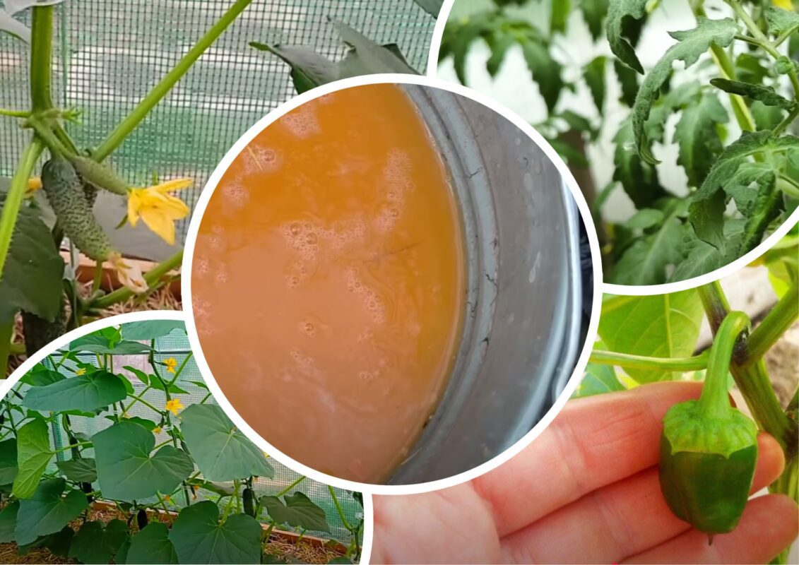 Агрономи розповіли про суперзасіб від усіх хвороб та шкідників на городі