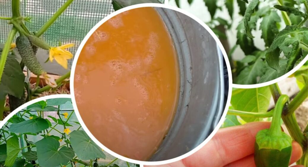 Яскравий помаранчевий розчин від усіх хвороб: як 10 л супер природного засобу рятує врожай 