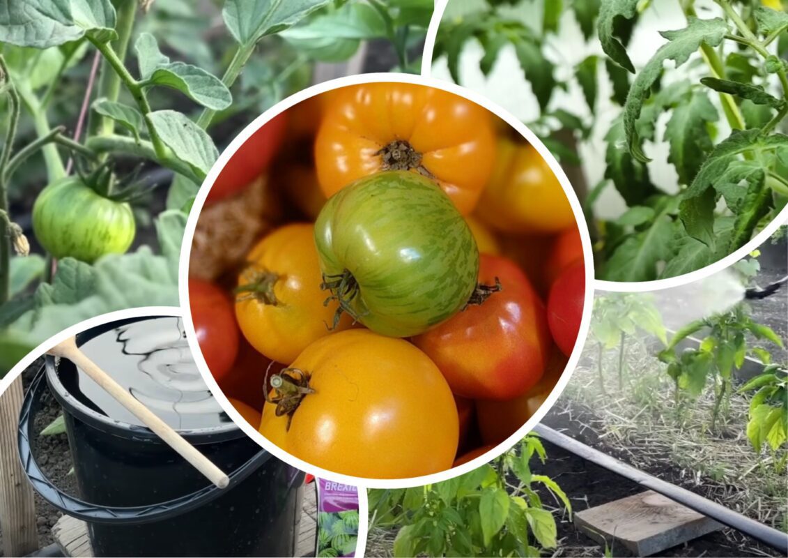 Агрономи дали рецепт ефективного листового підживлення для томатів