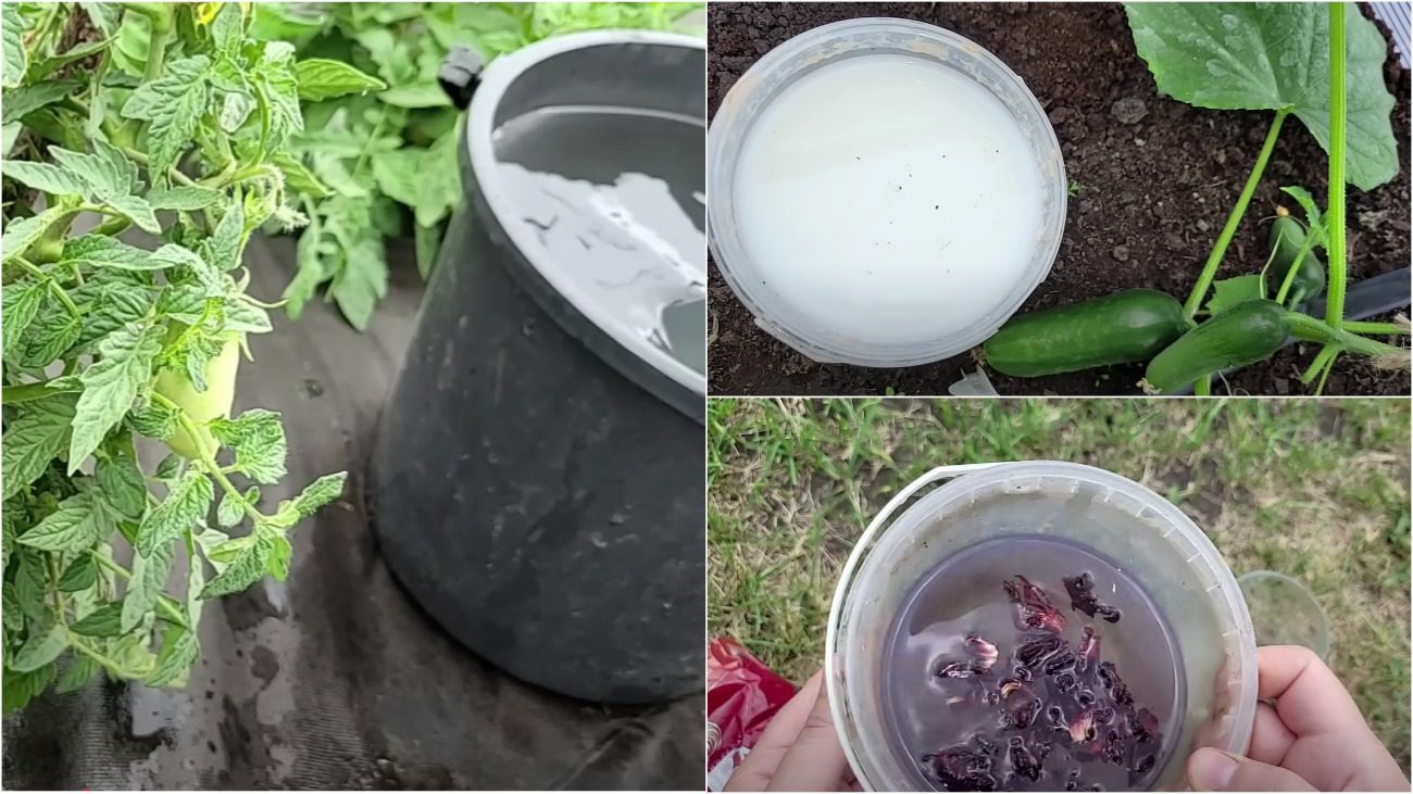 Городники розповіли про найулюбленіші підгодівлі для овочів, які реально діють