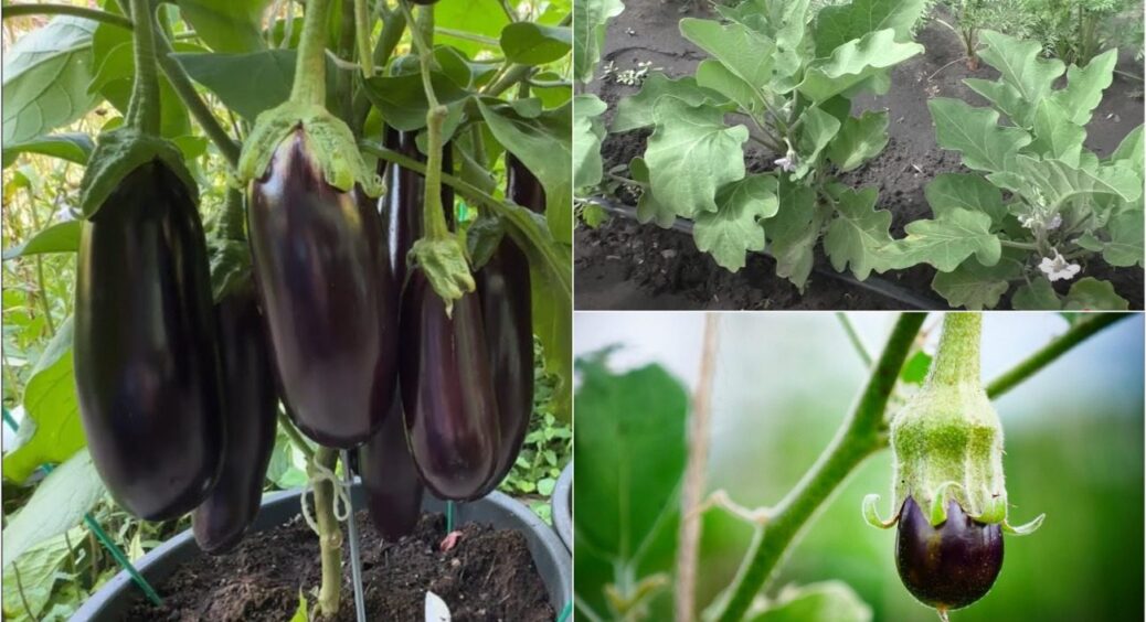 Баклажани ломляться від урожаю від ЦЬОГО підживлення 3 в 1: навіть не потрібно змішувати 