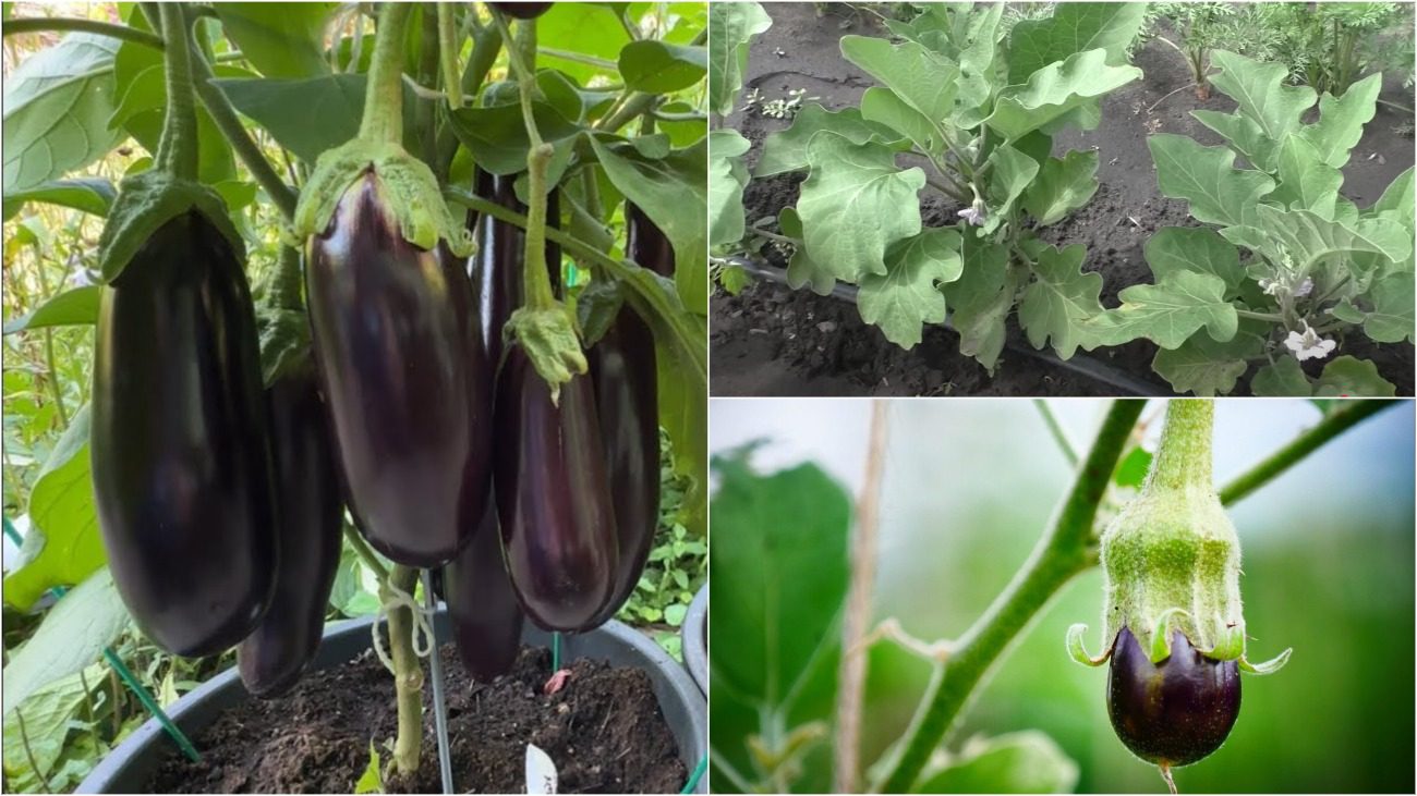 Городники дали рецепт унікального підживлення для баклажанів 3 в 1