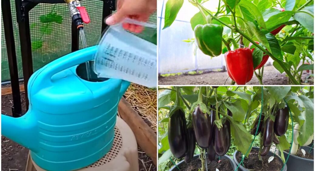 Зробіть це з перцями та баклажанами і вони в 10 разів швидше підуть у зріст: чітко і по суті 