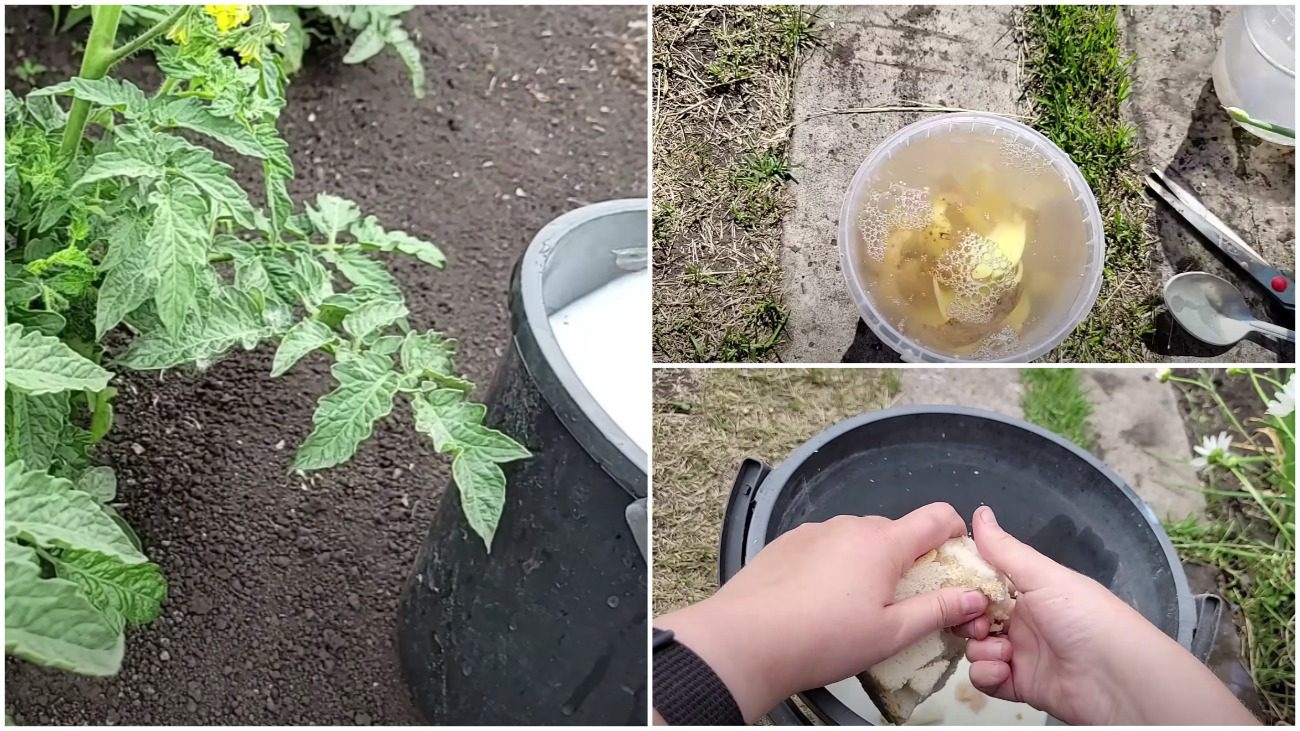 Городники дали рецепт натуральних добрив з того, що є у відрі для сміття