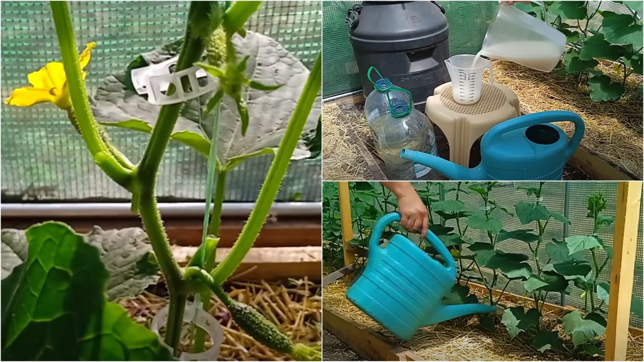 Городники з Дніпра розповіли, чим підгодовують огірки у червні 2025