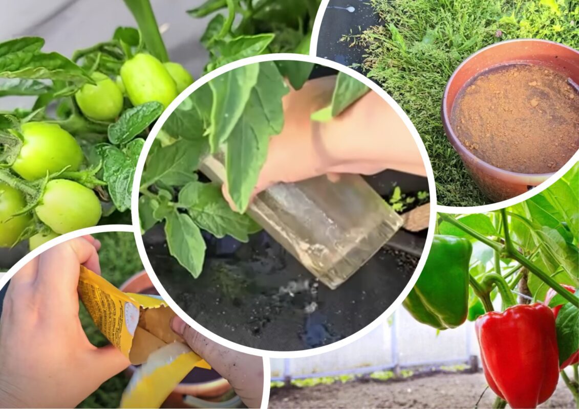 Городники дали рецепт універсального підживлення для огірків, томатів та перців