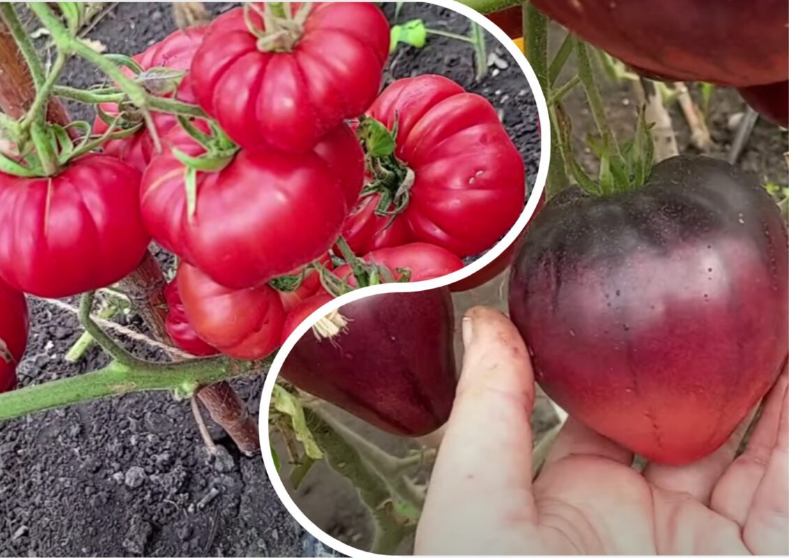 Городники назвали найкращі сорти томатів, які за 5 років жодного разу не підвели