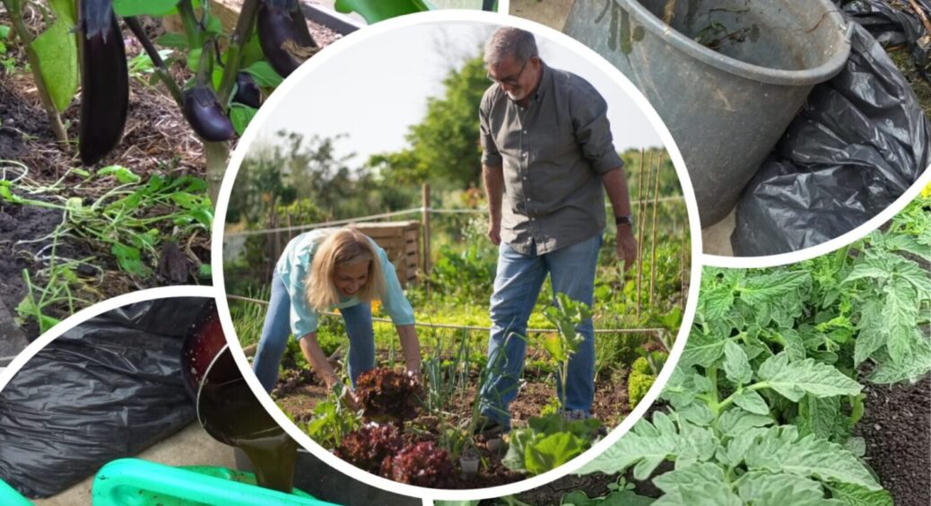Що не варто робити в городі в липні: ці 3 дії не принесуть користі, лише втому та зайвий клопіт 
