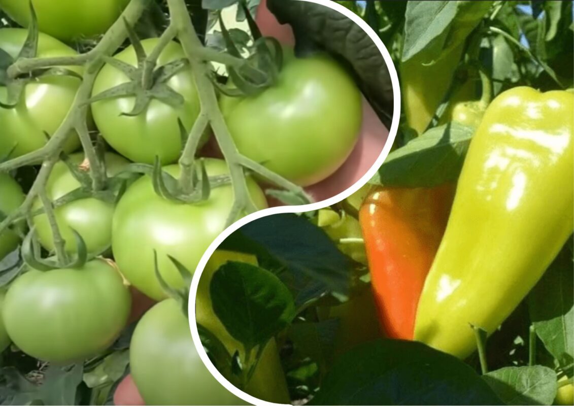 Агрономи розповіли про найкращі калійні підживлення для перців і томатів