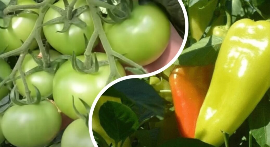 Самий час “пригощати” томати та перці кальцієм: 99% агрономів радять цим не нехтувати 