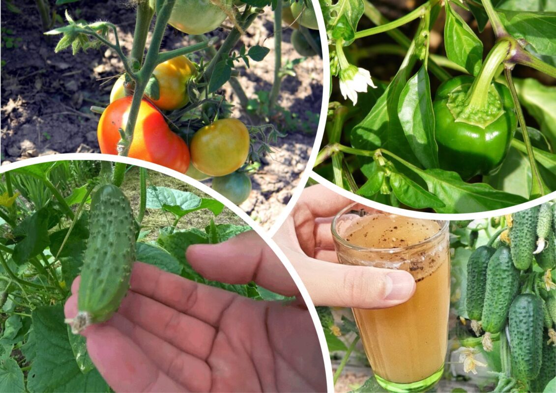 Городники розповіли, що треба зробити з томатами, перцем та огірками у липні
