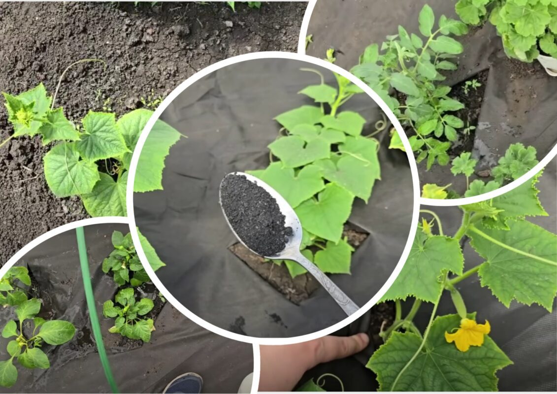 Городники розповіли, чим підгодувати овочі у липні для буйного росту