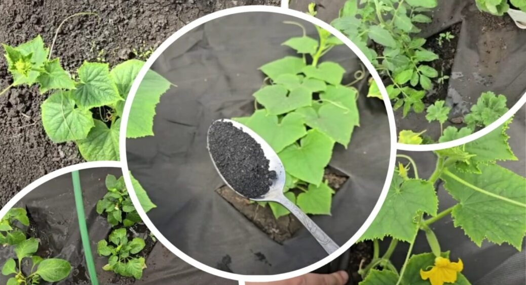 Всього 1 ложка і навіть слабкі, пожовклі огірки, томати та перці відразу підуть у зріст 