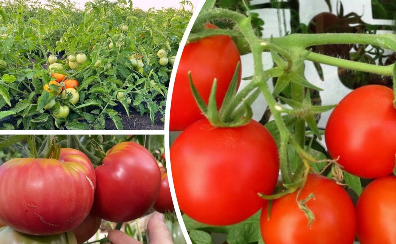 Агрономи назвали 3 найсмачніших сорти помідорів в Україні