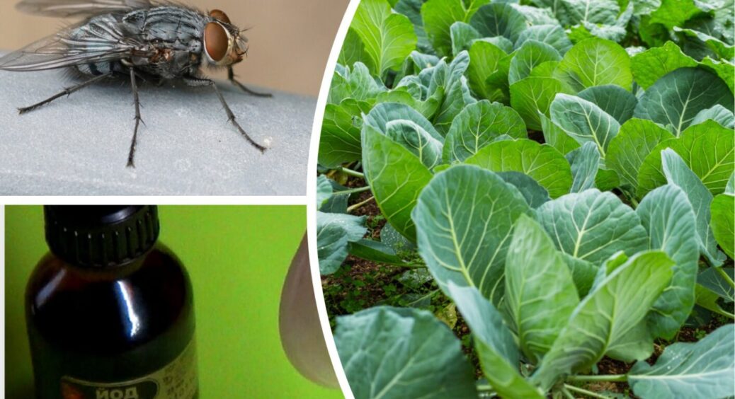 Для знищення капустяної мухи овочівники рекомендують 2 інгредієнти з домашньої аптечки 