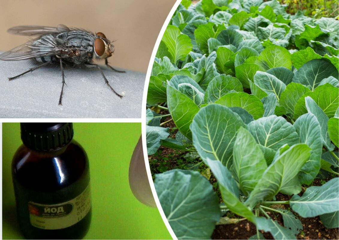 Агрономи назвали дієві засоби проти капустної мухи