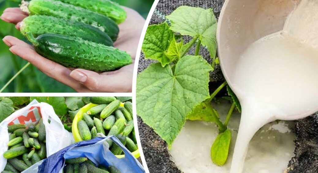 1 стакан під кущ – і огірки плодоноситимуть до пізньої осені: чим полити грядки у червні 2025 