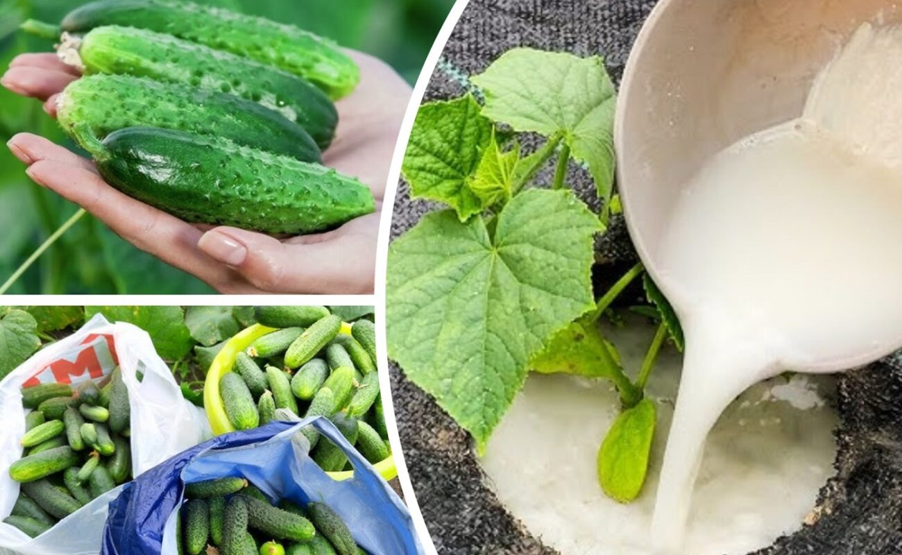 Експерти розповіли, яке підживлення збільшить урожайніть огірків втричі