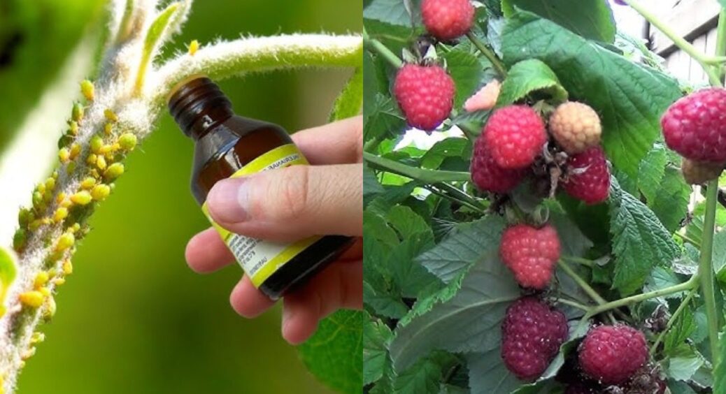 1 пшик – і міль облітає малину стороною: що додають у розпилювач городники з Рівненщини 