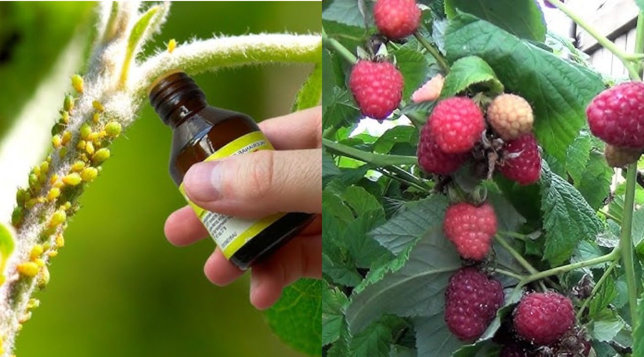 Садівники розповіли, як позбутися молі та інших шкідників на малині