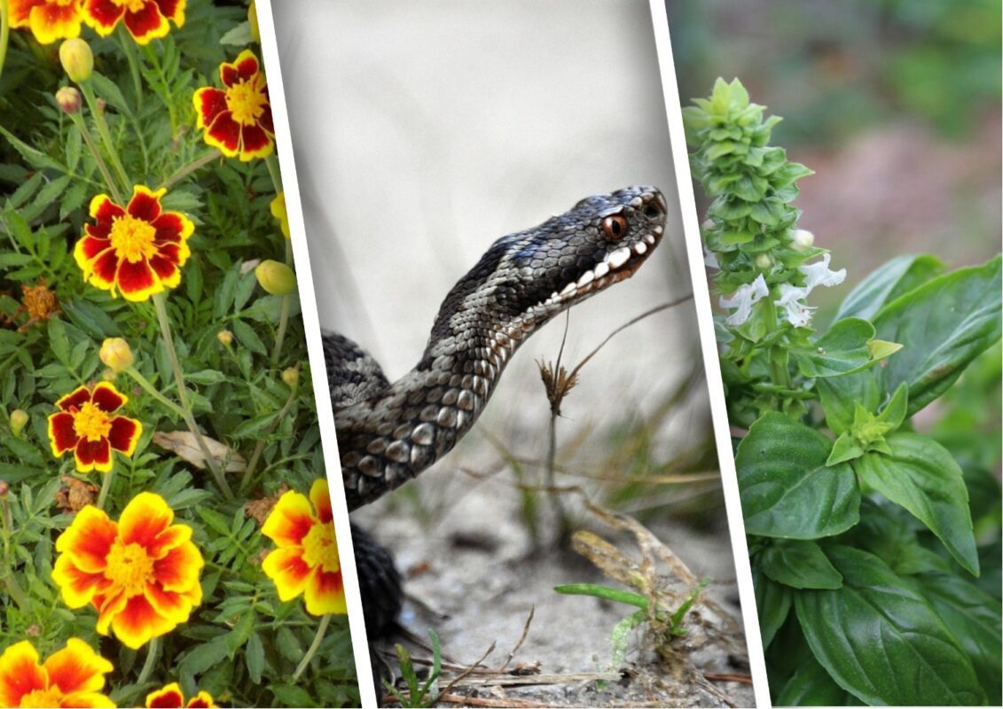 Експерти розповіли, які рослини відлякають змій з подвір'я