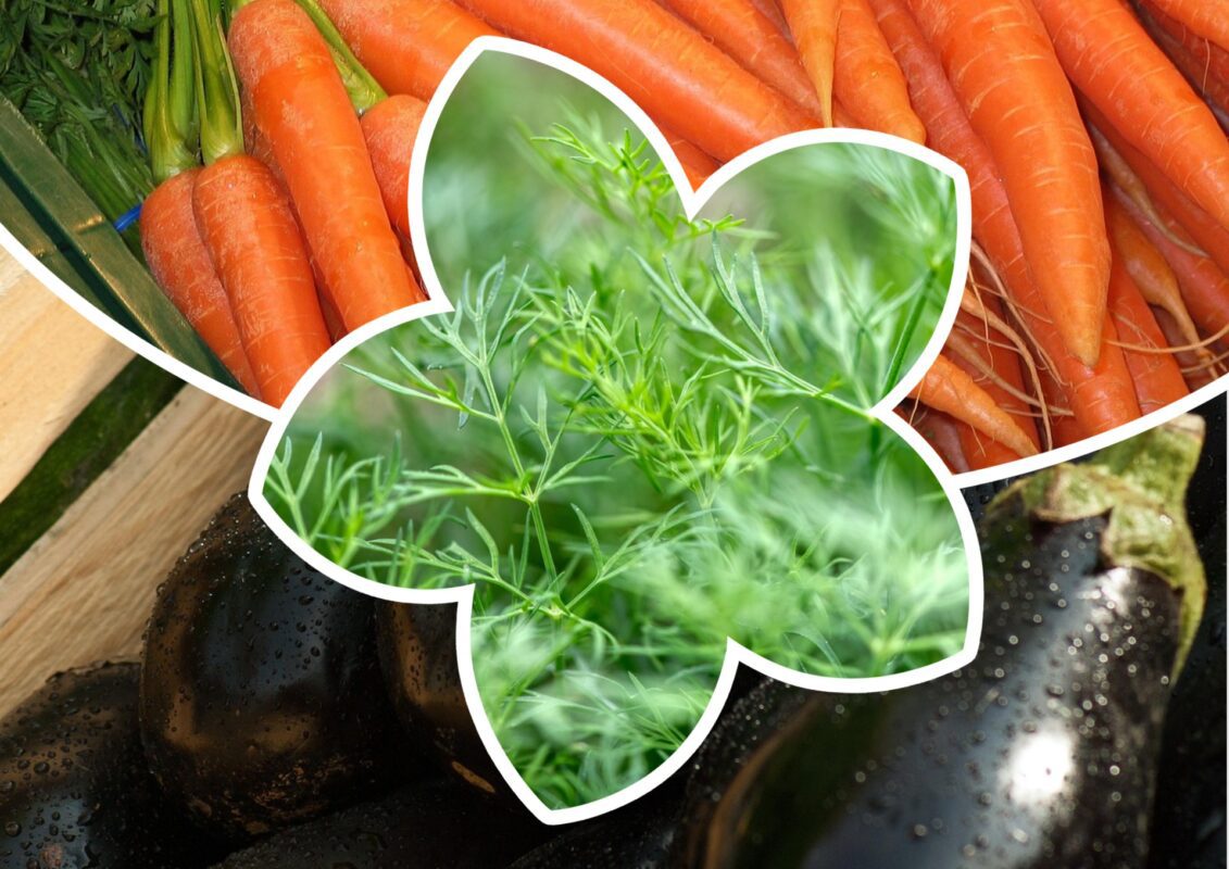 Садівники пояснили, які 5 рослин ще можна посадити в середині червня