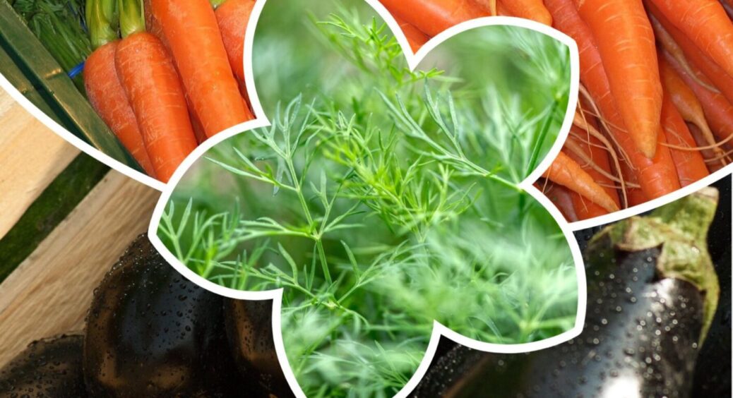 Що посадити на пустих грядках у червні: 5 рослин, які ще встигнуть дати врожай – встигніть і ви 