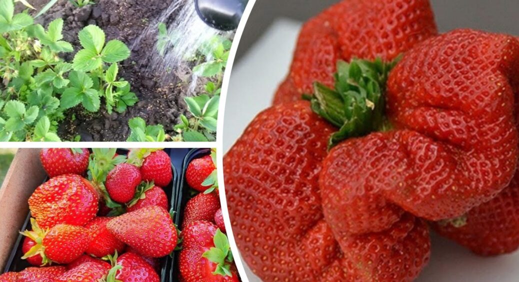 2 чашки в ґрунт – і полуниця краща за магазинну в 100 разів: що внести під кущі культури 