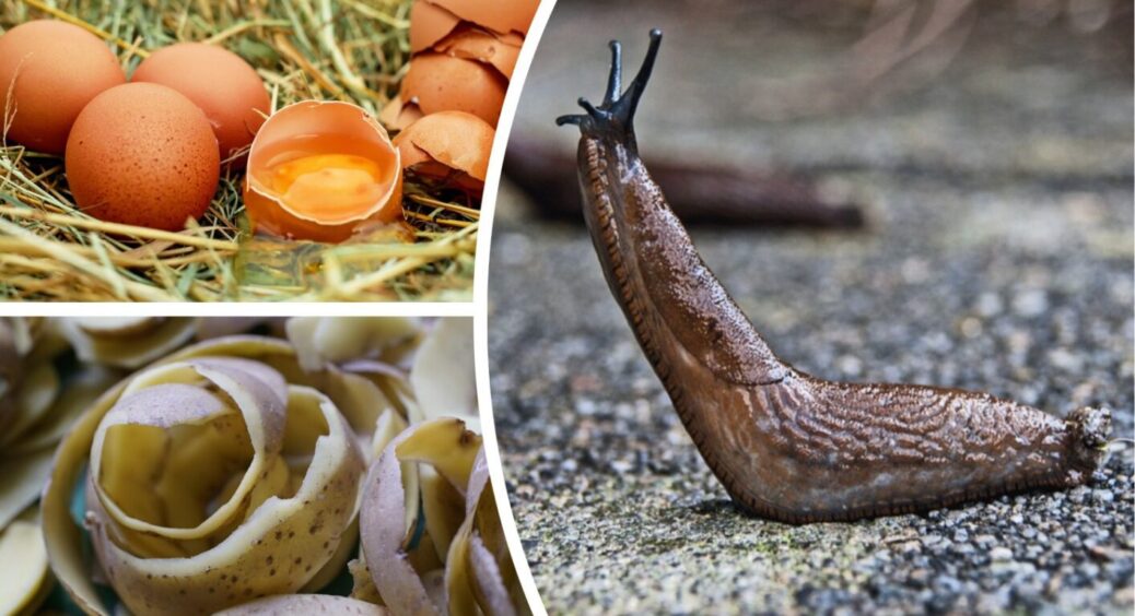 Це краще за кавову гущу: розсипаю між грядками влітку 1 засіб і слимаків як вітром здуває 