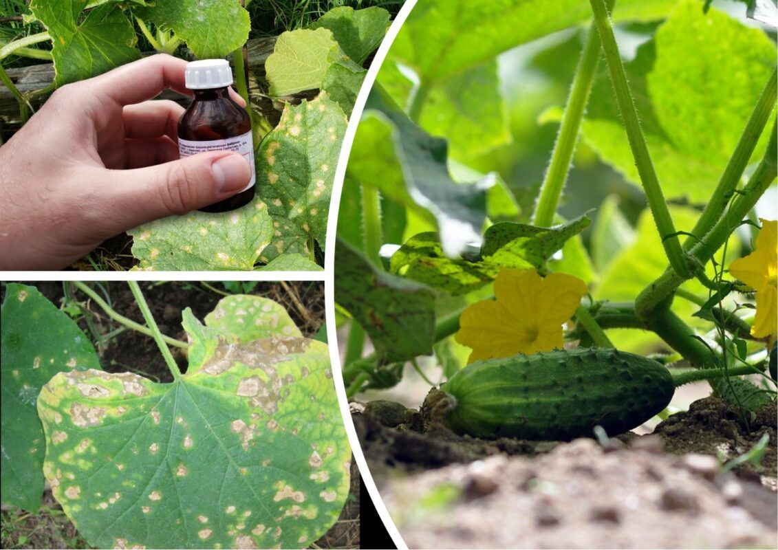 Агрономи розповіли, чим обробити огірки від борошнистої роси влітку