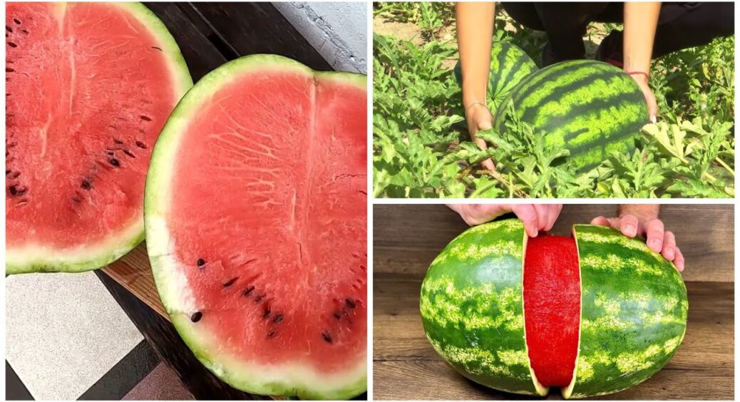 Ці кавуни ростуть як на дріжджах на Рівненщині: 6 найкращих сортів – солодкі, великі, соковиті 