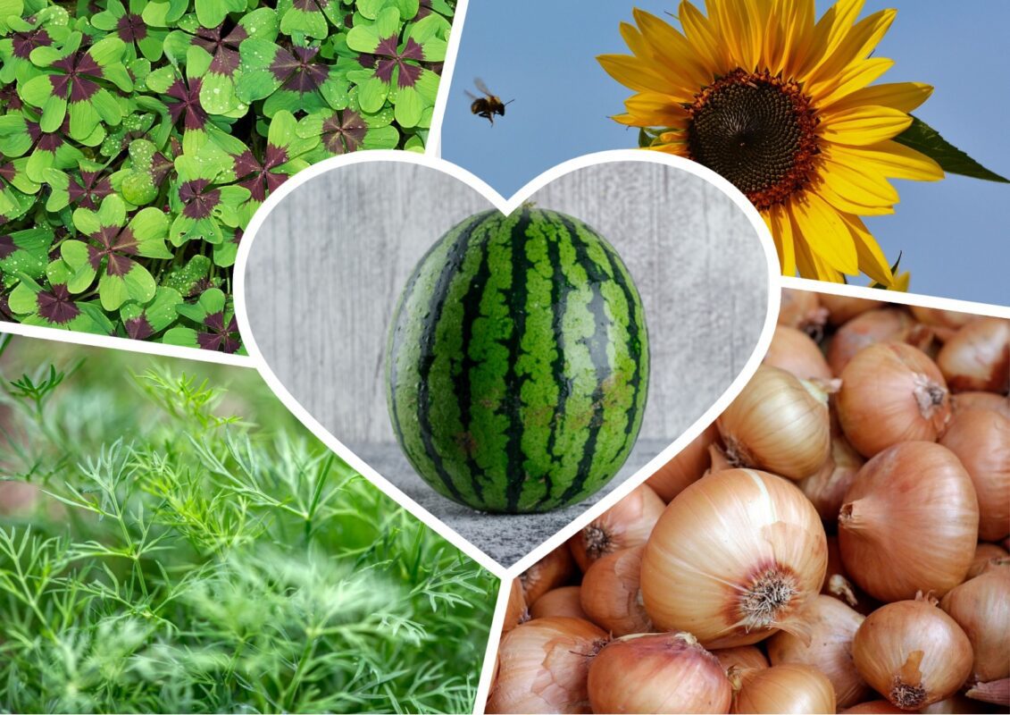 Агрономи розповіли, які рослини потрібно посадити біля кавунів