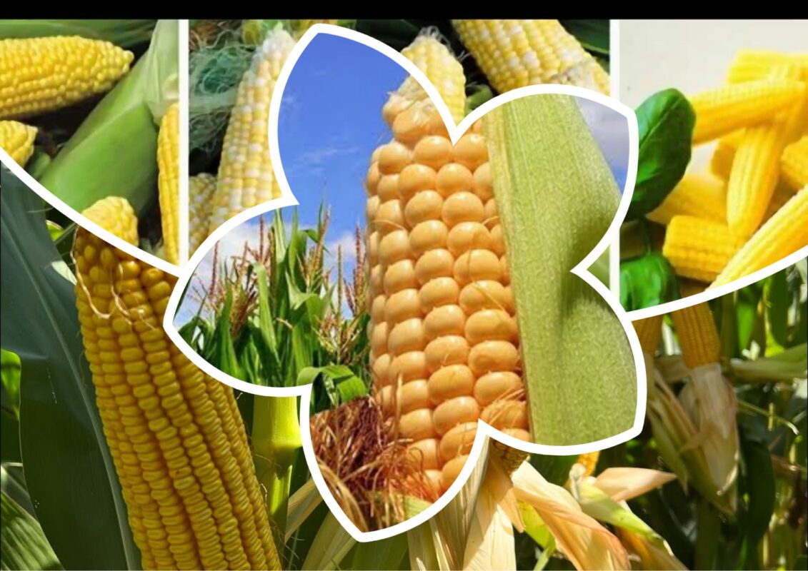 Найкращі сорти кукурудзи для вирощування в Одеській області