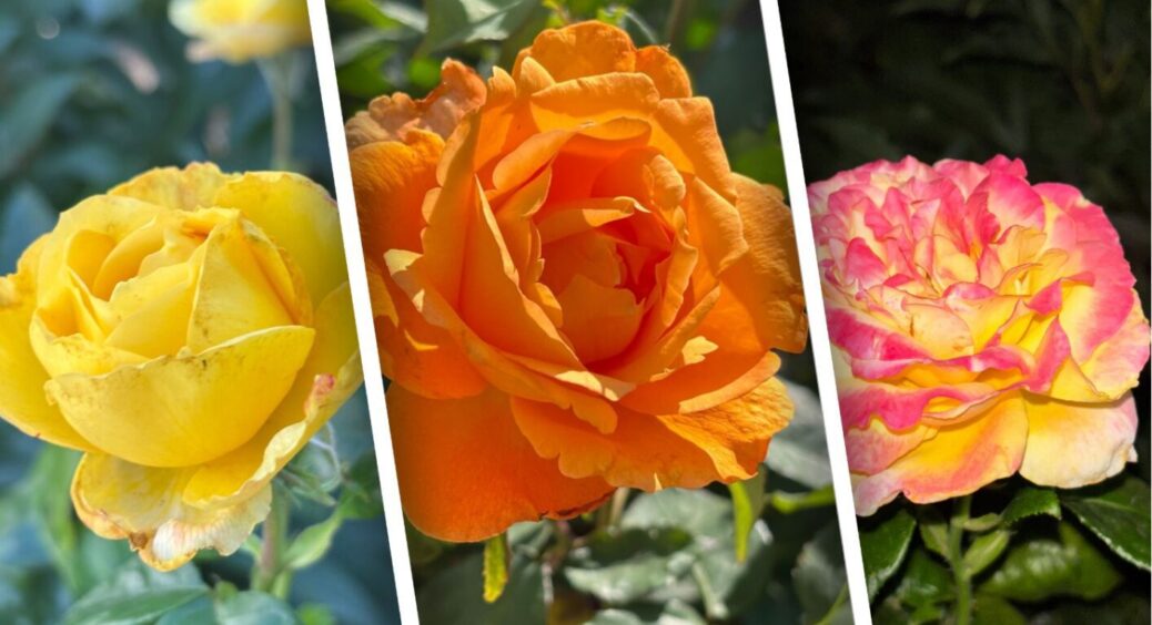 Поруч із трояндами посадила ЦЕ, і клумба сяє: всі сусіди у захваті, а кущі ніби ожили 