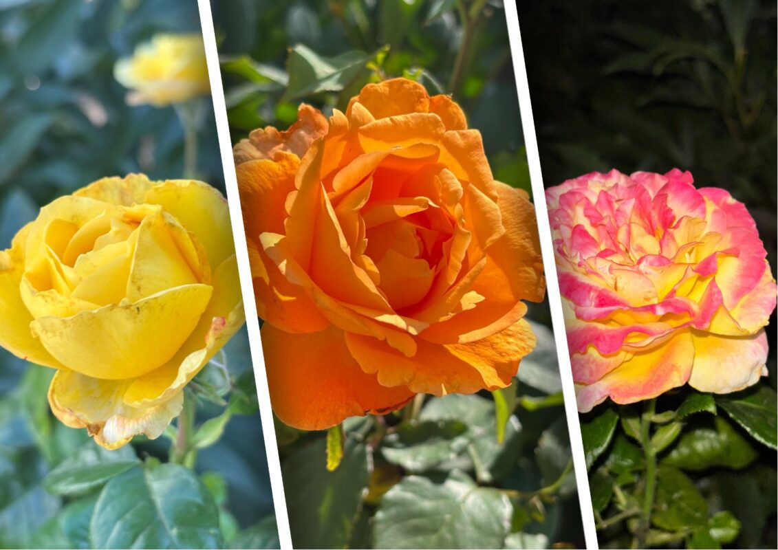 Садівник розповів, що варто посадити поруч із кущами троянди