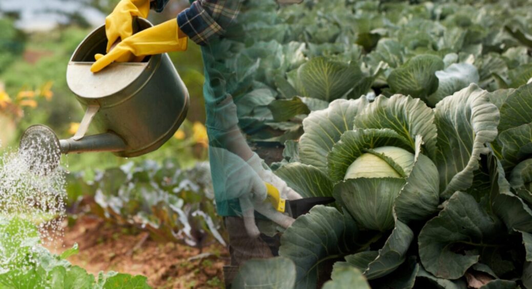 Як адаптувати графік поливу капусти у період затяжних дощів та посушливої спеки: 5 секретів 